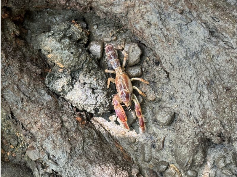 【石垣岛 / 1组私人行程】☆吹通河红树林日落之旅☆【1岁及以上儿童即可参加】特别推荐给带孩子的家庭！超过95%的游客都是初学者！の紹介画像