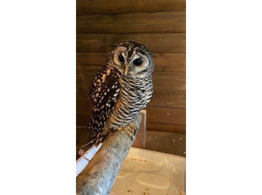【和歌山・御坊】大自然で遊ぶ!フクロウ肩乗せ&写真撮影体験 【和歌山・御坊】大自然で遊ぶ!フクロウ肩乗せ&写真撮影体験
