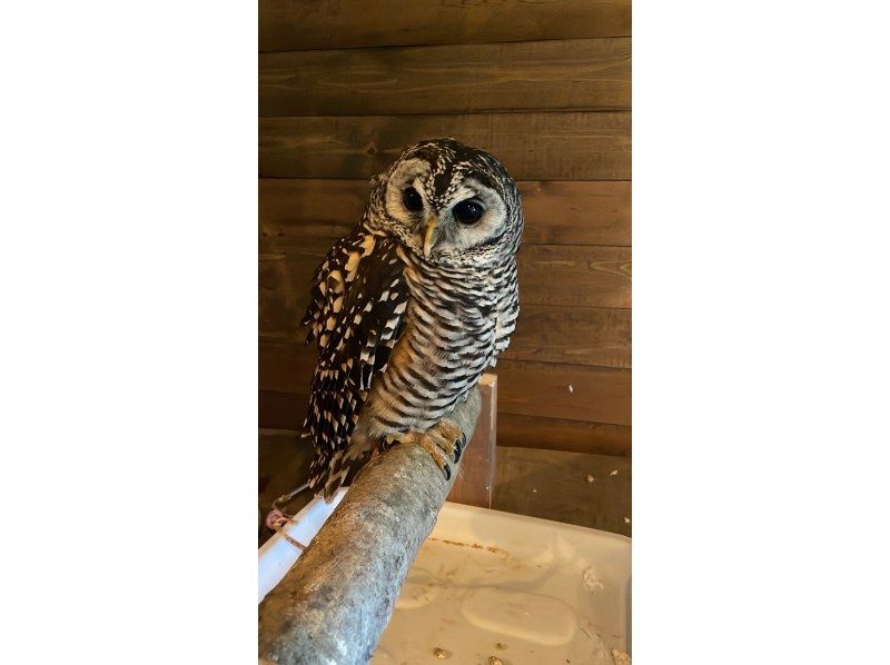 【和歌山，五保】尽情享受户外时光！猫头鹰肩扛和拍照体验の紹介画像