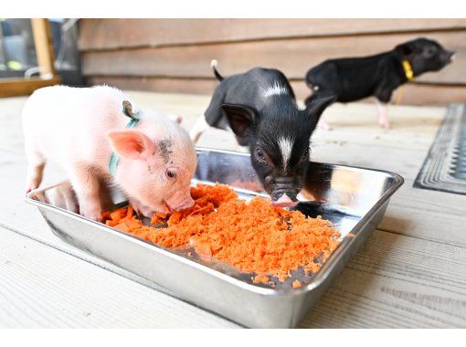 【和歌山・御坊】かわいいブタとお散歩体験 【和歌山・御坊】かわいいブタとお散歩体験