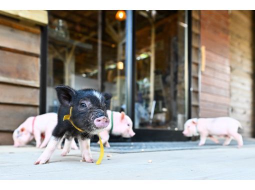 【和歌山・御坊】かわいいブタとお散歩体験 【和歌山・御坊】かわいいブタとお散歩体験