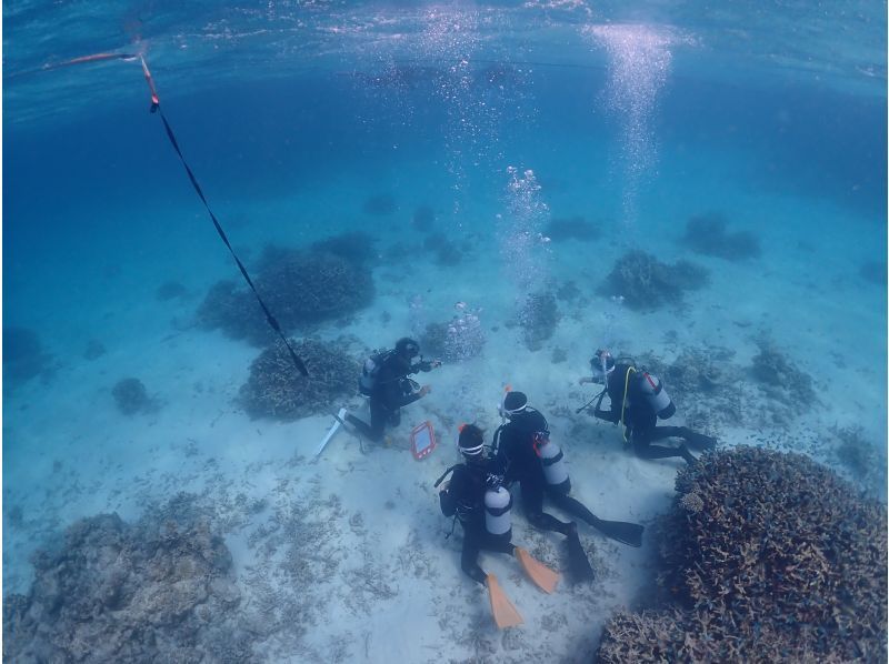 【石垣島・２日間】石垣島でダイバーデビュー！PADI OWDコースを取得【各種サポート】【e-Learningで事前学科講習】の紹介画像