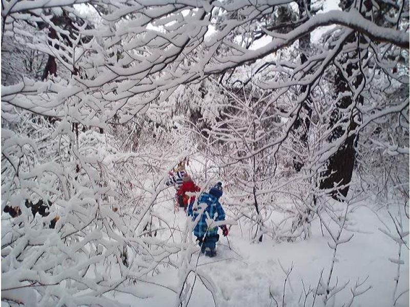【鳥取県・奥大山】水の山でスノーシューで思いっきり雪遊び＆冬の森歩きしてリフレッシュしよう！の紹介画像
