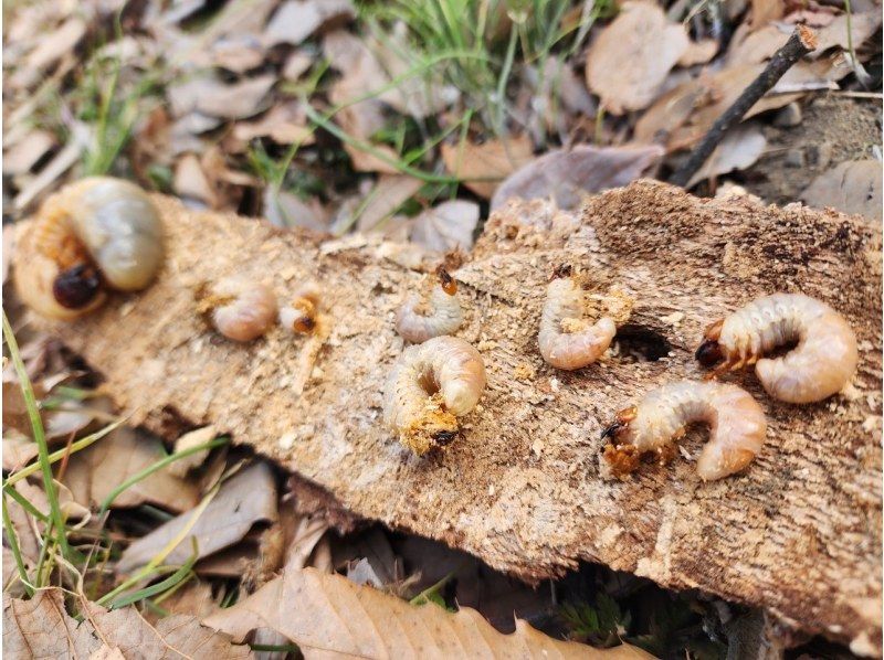 【冬限定！マニアック企画】冬のカブト・クワガタ幼虫探しの紹介画像