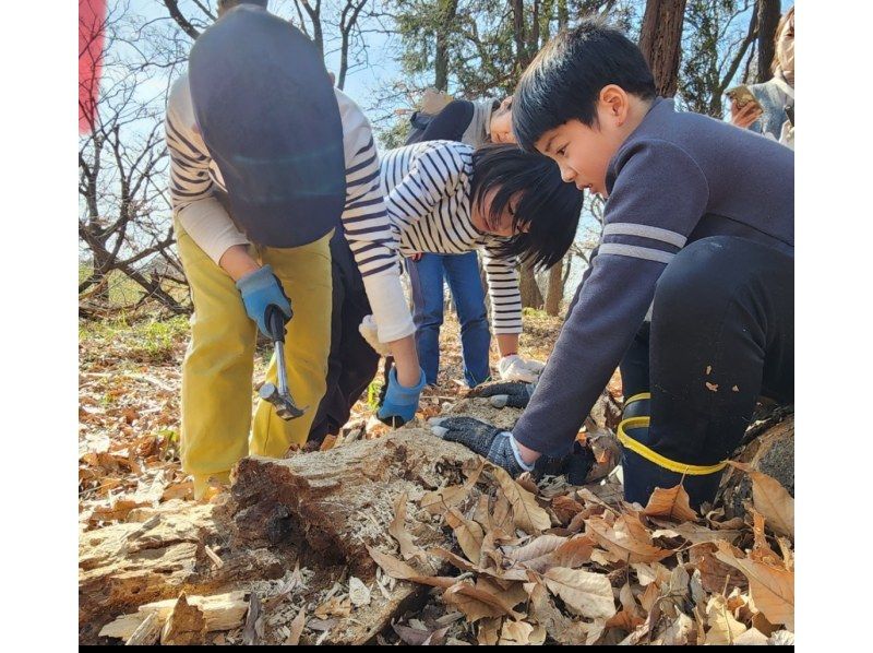 【冬限定！マニアック企画】冬のカブト・クワガタ幼虫探しの紹介画像