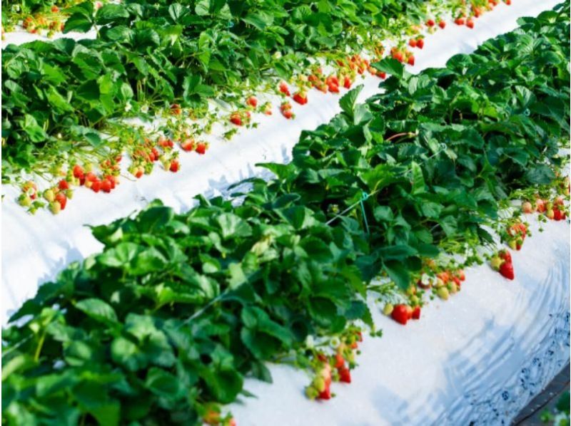 499【熊本】路線バスの旅：季節限定！いちご食べ放題 いちご狩り体験と城彩苑でのご昼食（農園内cafeの生いちごソフト付き）の紹介画像