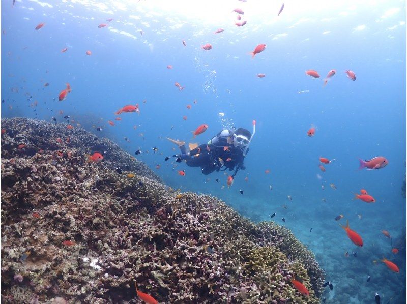 【石垣島・午前・少人数制】フルレンタル無料｜専属ガイドがご案内｜幻の島上陸＆ファンダイビング【器材セッティング、各種サポート】【１ダイブ】の紹介画像