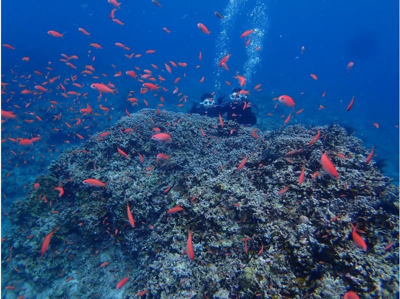 【石垣島・午前・少人数制】フルレンタル無料｜専属ガイドがご案内｜幻の島上陸＆ファンダイビング【器材セッティング、各種サポート】【１ダイブ】の紹介画像