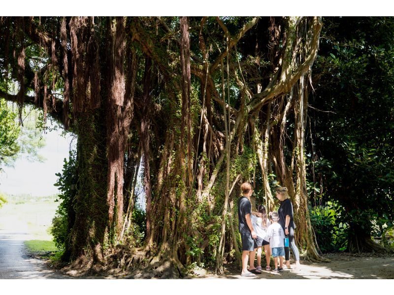 【沖縄・本部】本を作るフォトツアー ｜フクギ並木で旅の一節、あなたの物語をフォトブックにするフォトツアー【備瀬／貸切・写真データ 】の紹介画像