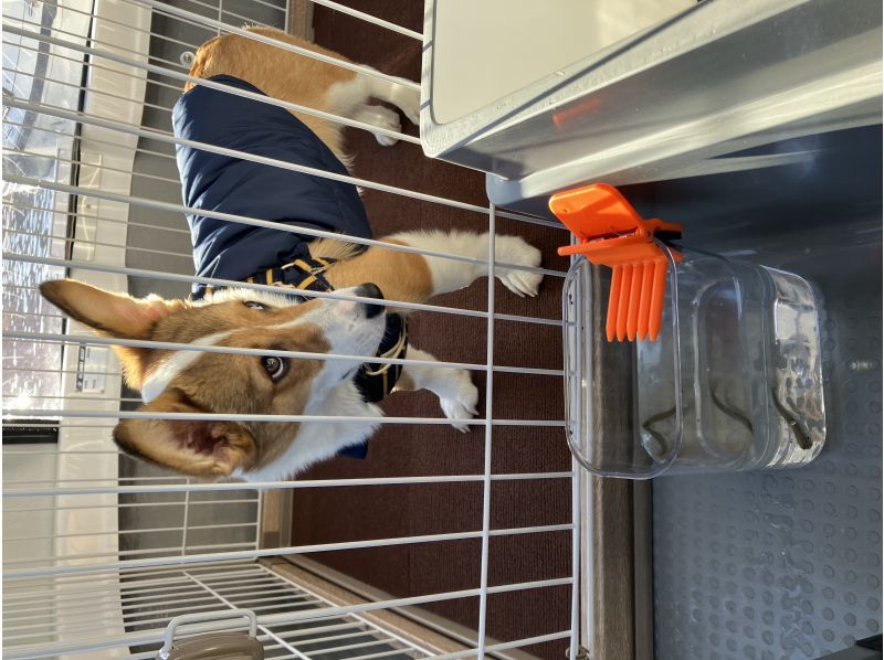 [Yamanashi Prefecture, Lake Kawaguchi, Smelt fishing] A 1 hour 30 minute smelt fishing plan to enjoy with your dog!の紹介画像