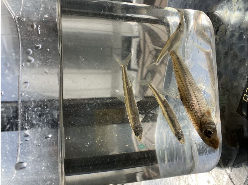 [Yamanashi Prefecture, Lake Kawaguchi, Smelt fishing] A 1 hour 30 minute smelt fishing plan to enjoy with your dog!の紹介画像