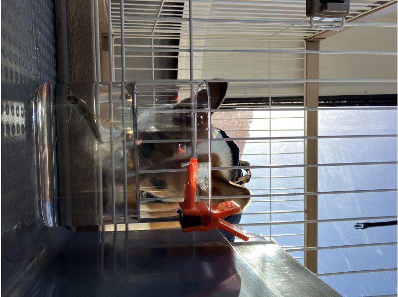 [Yamanashi Prefecture, Lake Kawaguchi, Smelt fishing] A 1 hour 30 minute smelt fishing plan to enjoy with your dog!の紹介画像