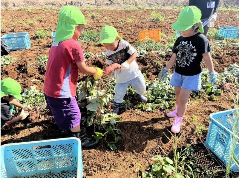 [Okinawa, Yaese Town] Potato harvesting and sorting experienceの紹介画像