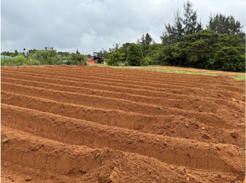 [Okinawa, Yaese Town] Potato harvesting and sorting experienceの紹介画像