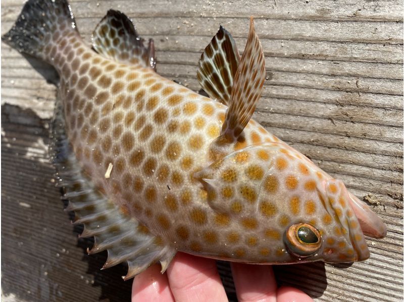 【釣りインストラクター付き】手ぶらでOK ガシラ釣り体験（釣った魚も食べれる！）の紹介画像