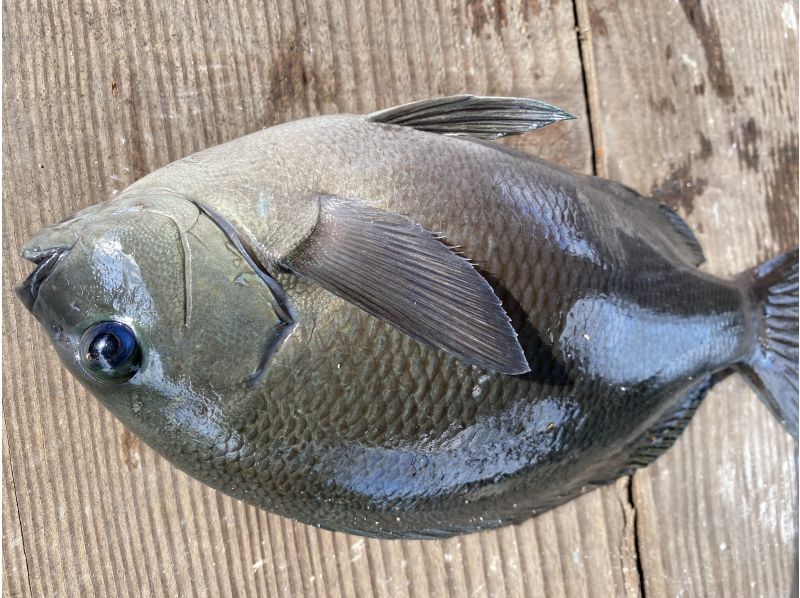 【釣りインストラクター付き】手ぶらでOK ガシラ釣り体験（釣った魚も食べれる！）の紹介画像