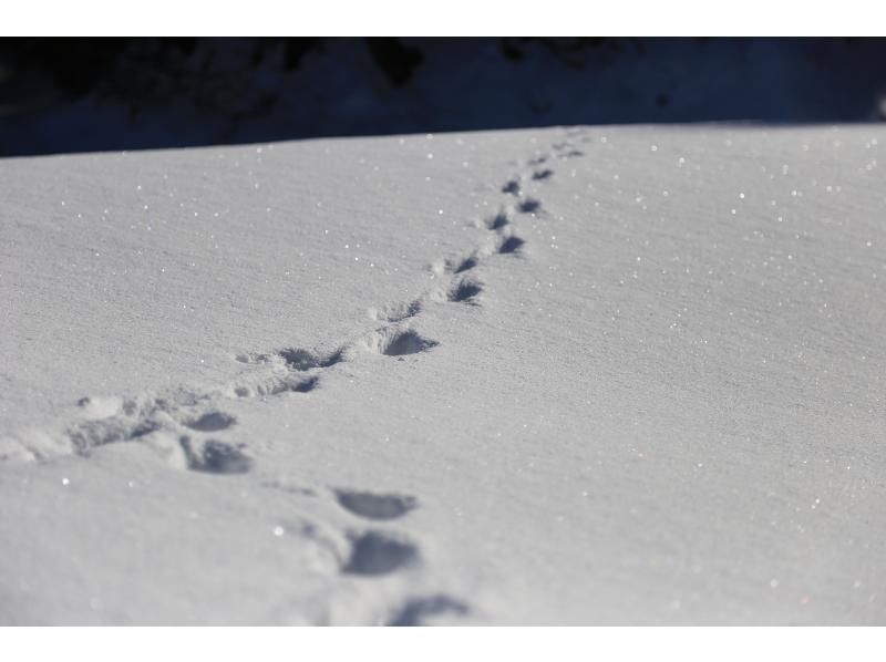 [Experience] Rice Terrace Snowshoe Walk & Tea Time on the Snowの紹介画像
