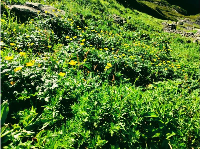 【山梨・南アルプス国立公園】日本第二位標高　北岳登山に挑戦しませんか？の紹介画像