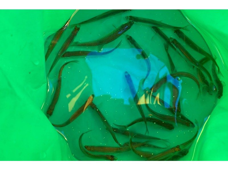 【札幌附近】帳篷和釣具租賃，免費自助式胡瓜魚釣魚計劃の紹介画像