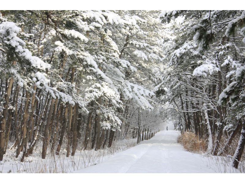 [อากิตะ, โนชิโร] ประสบการณ์เดินป่าด้วยรองเท้าลุยหิมะในป่าสนที่ใหญ่ที่สุดของญี่ปุ่น "ป่าสนลม" - เดินป่าพร้อมไกด์ (จัดขึ้นเมื่อวันที่ 11 กุมภาพันธ์)の紹介画像