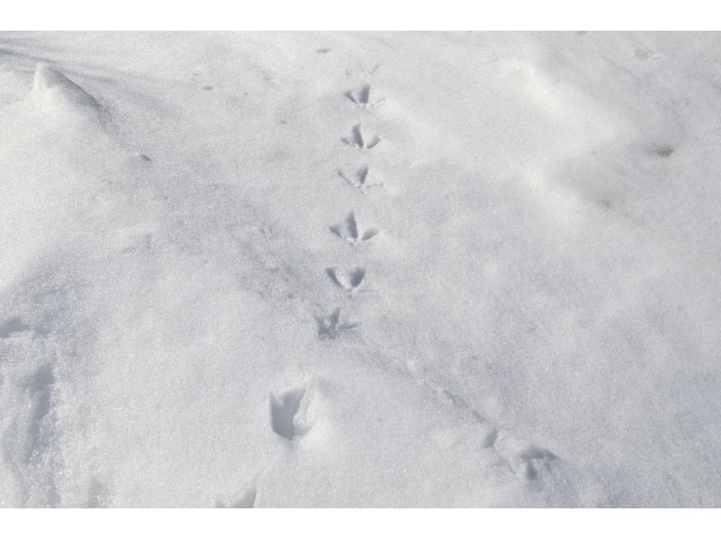 [อากิตะ, โนชิโร] ประสบการณ์เดินป่าด้วยรองเท้าลุยหิมะในป่าสนที่ใหญ่ที่สุดของญี่ปุ่น "ป่าสนลม" - เดินป่าพร้อมไกด์ (จัดขึ้นเมื่อวันที่ 11 กุมภาพันธ์)の紹介画像