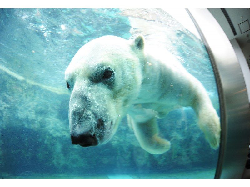 【北海道・札幌発着】12月1日〜3月31日冬の旭山動物園＆ライトアップ青い池・日帰りバスツアーの紹介画像