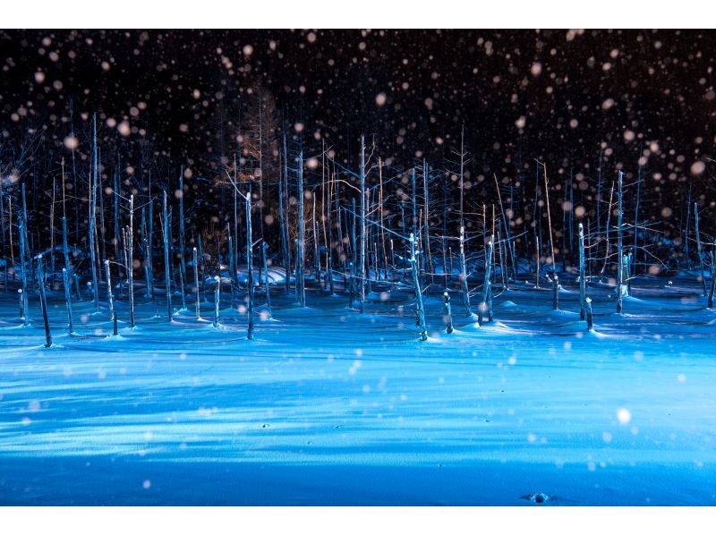 【北海道・札幌発着】12月1日〜3月31日冬の旭山動物園＆ライトアップ青い池・日帰りバスツアーの紹介画像