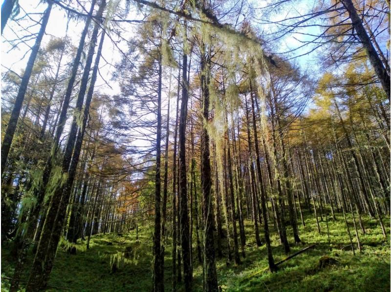 【山梨・早川町】仏教の聖山　七面山で宿坊体験の紹介画像