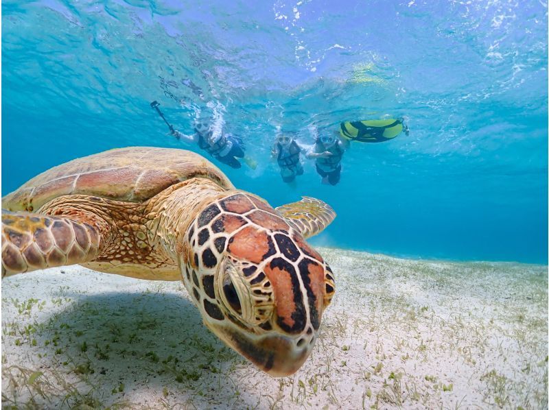 Miyakojima [Limited to one group / Ages 1 and up] Babysitter included! Private snorkeling with sea turtles! | Increased high-resolution photo data!の紹介画像