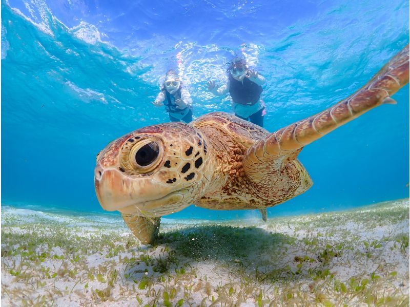 Miyakojima [Limited to one group / Ages 1 and up] Babysitter included! Private snorkeling with sea turtles! | Increased high-resolution photo data!の紹介画像