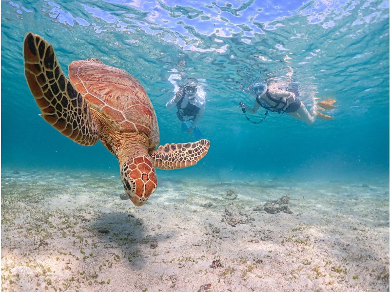 Miyakojima [Limited to one group / Ages 1 and up] Babysitter included! Private snorkeling with sea turtles! | Increased high-resolution photo data!の紹介画像