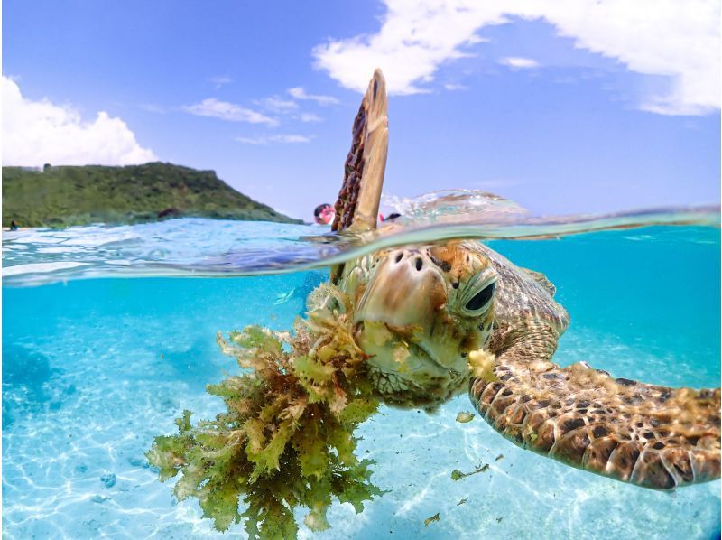 Miyakojima [Limited to one group / Ages 1 and up] Babysitter included! Private snorkeling with sea turtles! | Increased high-resolution photo data!の紹介画像