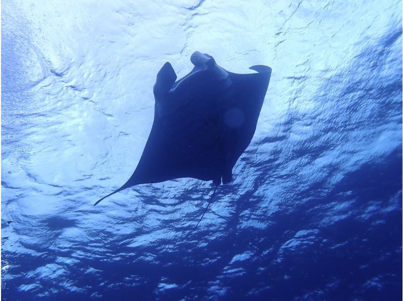 【沖縄・石垣島】初めてでも！ベテランさんも！半日ダイビングツアー！の紹介画像