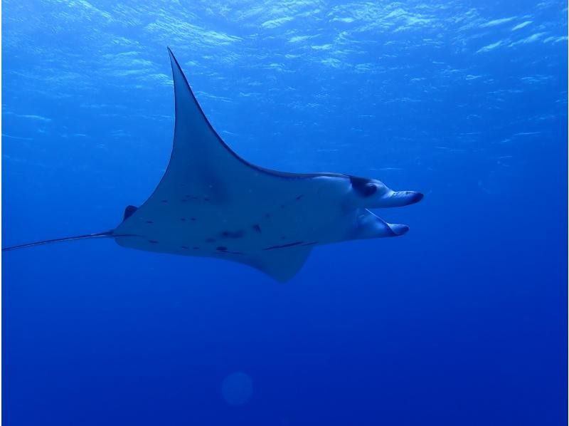【沖縄・石垣島】初めてでも！ベテランさんも！半日ダイビングツアー！の紹介画像