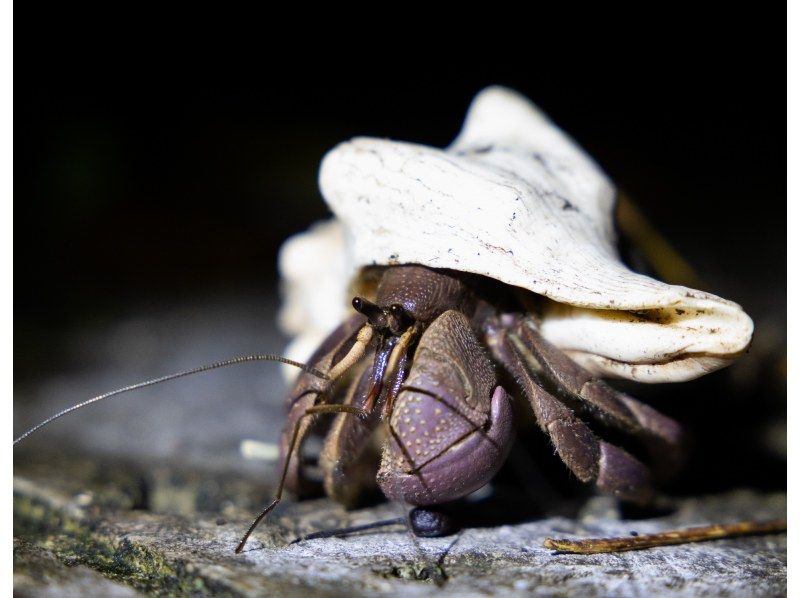 【ナイト/1時間】当日予約OK! 宮古島の夜の生き物探索 &星空鑑賞! ジャングルナイトツアー！全額返金保証アリの紹介画像