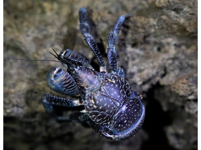 【ナイト/1時間】当日予約OK! 宮古島の夜の生き物探索 &星空鑑賞! ジャングルナイトツアー！全額返金保証アリの紹介画像