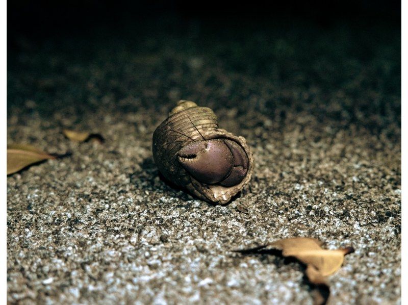 【ナイト/1時間】当日予約OK! 宮古島の夜の生き物探索 &星空鑑賞! ジャングルナイトツアー！全額返金保証アリの紹介画像