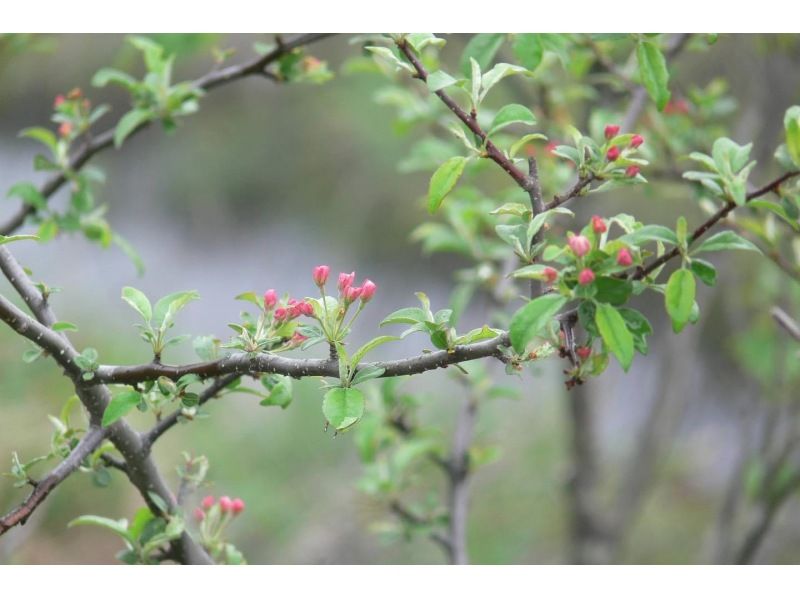 【長野・霧ヶ峰】八島湿原 1時間 プライベートガイド～ご希望の日時でご案内 おひとり様・ファミリー大歓迎♪の紹介画像