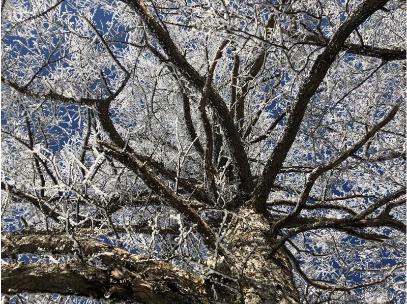 【長野・霧ヶ峰】冬の八島湿原 １時間 プライベートガイド～ご希望の日時で おひとり様・ファミリー大歓迎♪の紹介画像