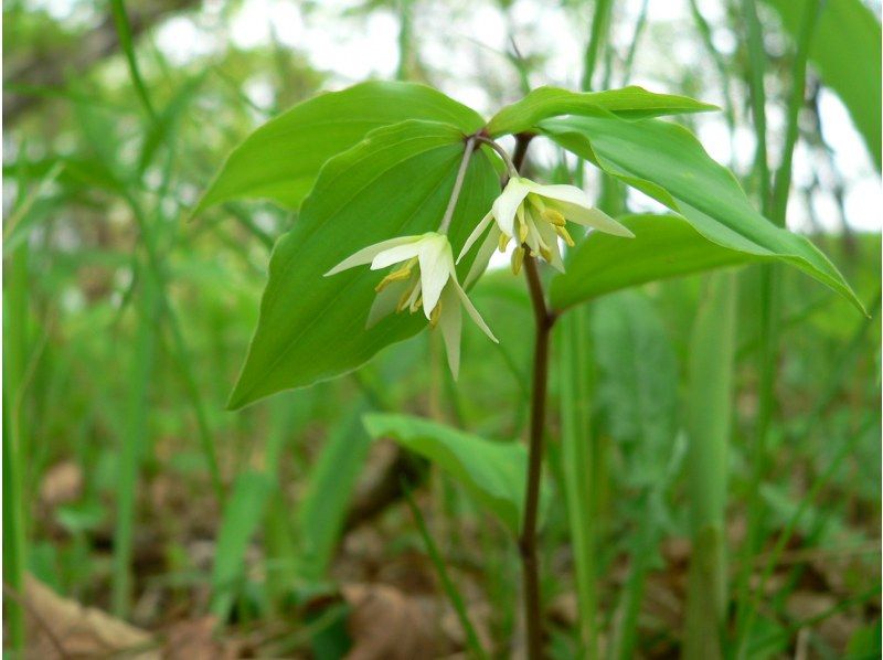 【長野・霧ヶ峰】八島湿原 2時間 プライベートガイド～ご希望の日時で おひとり様・ファミリー大歓迎♪の紹介画像