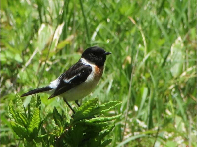 【長野・霧ヶ峰】八島湿原 2時間 プライベートガイド～ご希望の日時で おひとり様・ファミリー大歓迎♪の紹介画像