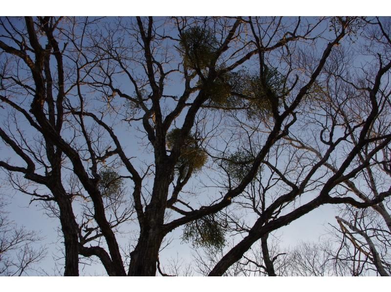 【長野・霧ヶ峰】冬の八島湿原 2時間 プライベートガイド～ご希望の日時で おひとり様・ファミリー大歓迎♪の紹介画像