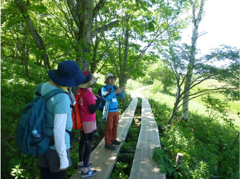 【長野・霧ヶ峰】八島湿原 2時間 プライベートガイド～ご希望の日時で おひとり様・ファミリー大歓迎♪の紹介画像