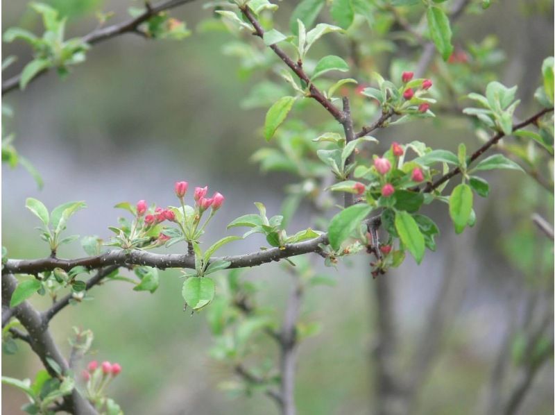 【長野・霧ヶ峰】八島湿原 ３時間 プライベートガイド～ご希望の日時で おひとり様・ファミリー大歓迎♪の紹介画像