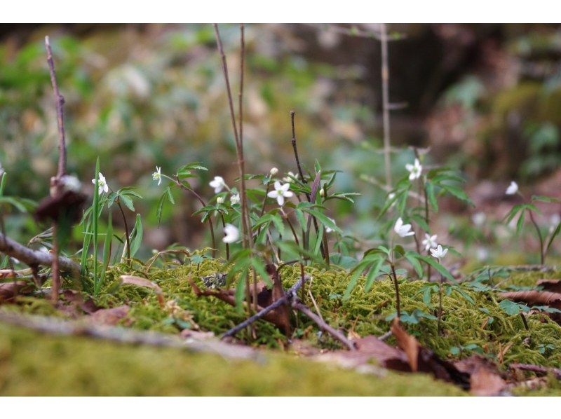 【長野・霧ヶ峰】八島湿原 ３時間 プライベートガイド～ご希望の日時で おひとり様・ファミリー大歓迎♪の紹介画像
