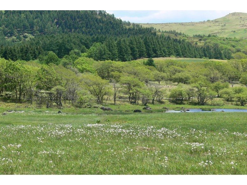 【長野・霧ヶ峰】八島湿原 ３時間 プライベートガイド～ご希望の日時で おひとり様・ファミリー大歓迎♪の紹介画像