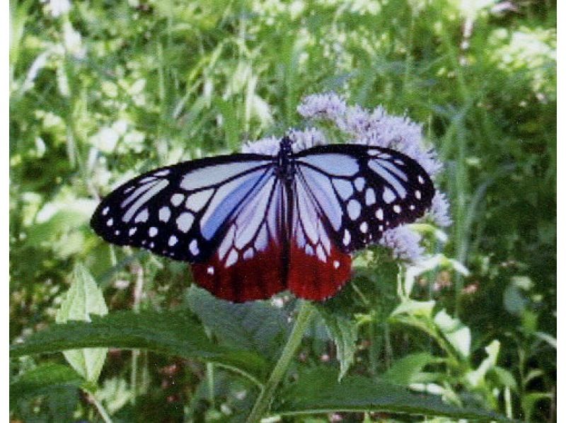 【長野・霧ヶ峰】八島湿原 ３時間 プライベートガイド～ご希望の日時で おひとり様・ファミリー大歓迎♪の紹介画像