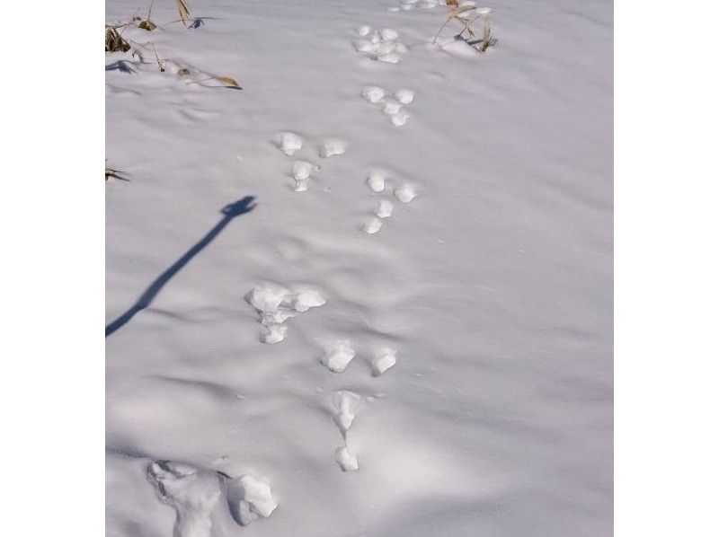 【長野・霧ヶ峰】冬の八島湿原 ３時間 プライベートガイド～ご希望の日時で おひとり様・ファミリー大歓迎♪の紹介画像