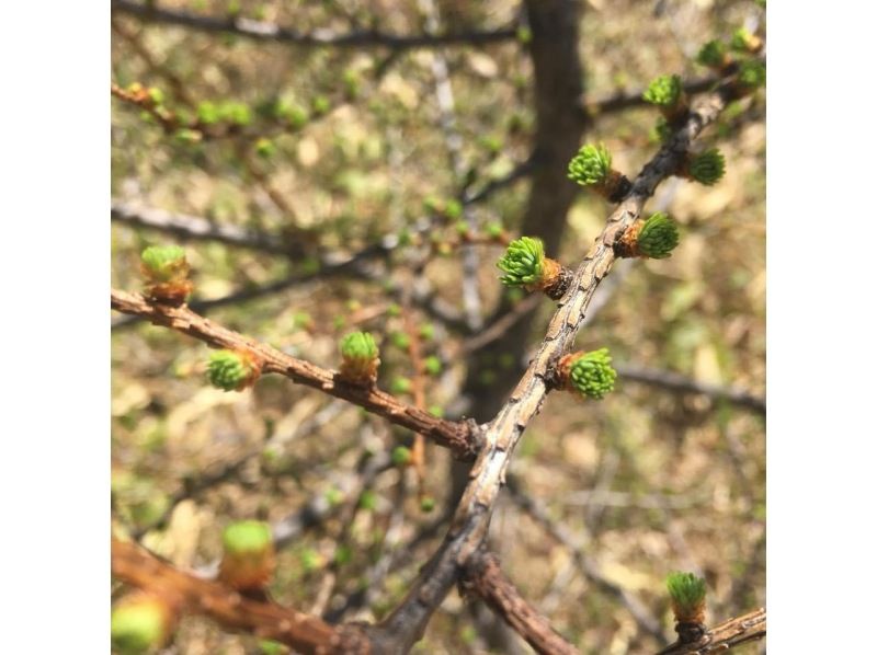 【長野・霧ヶ峰】山小屋ランチ付き♪八島湿原ウォーク～ガイドと歩く霧ヶ峰 4時間の紹介画像