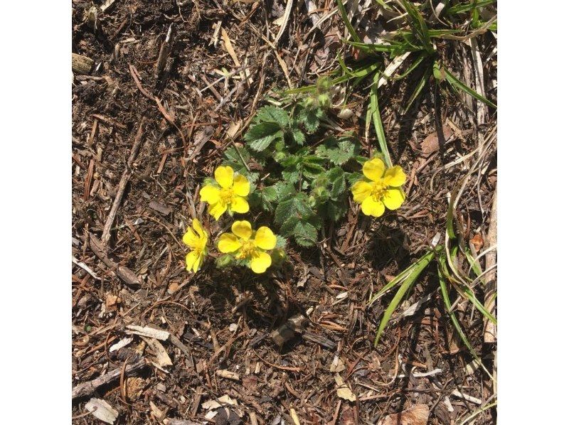 【長野・霧ヶ峰】山小屋ランチ付き♪八島湿原ウォーク～ガイドと歩く霧ヶ峰 4時間の紹介画像